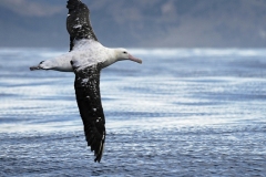 GibsonsWanderingAlbatross2