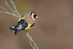 Goldfinch_D808256-web