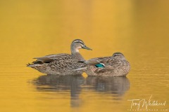 Pair of Pārera/Grey Duck x Mallard hybrids