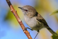GreyWarbler_D3S2520-web