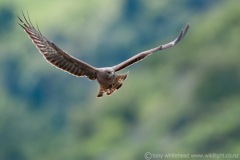 Harrier-BPNweb