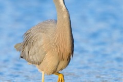 Heron_D800333-web