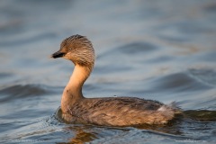 Hoary-headed Grebe (Poliocephalus poliocephalus)