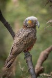 Kaka