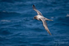 Light-mantled Albatross in flight Perseverance Harbour, Campbell Island.