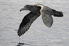 Northern-Giant-Petrel