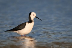 PiedStilt-BPNwebTW3_5466