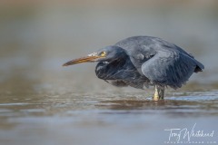 Reef Heron hunting along the edge of the beach
