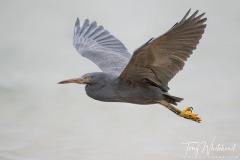 ReefHeron-D85_2052-web