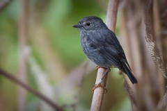 Robin_D3S1403-web