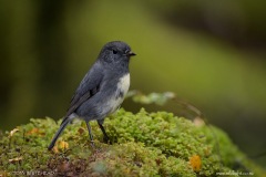 South Island Robin. Much easier than Rifleman and an ideal subject to get the balanced fill flash settings dialled in.
