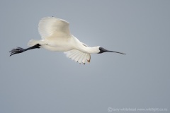 RoyalSpoonbillTW7_0129-web