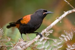Saddleback