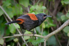 Saddleback_D3S1498-web