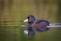 Scaup_D803652-web