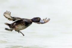 Scaup_D804369-web