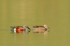Shovellers_D800624-web