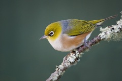 Silvereye2