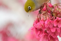 Silvereye_D803684-web4