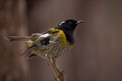 Stitchbird