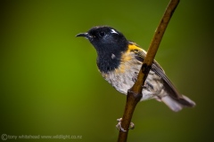 StitchbirdMaleKapiti
