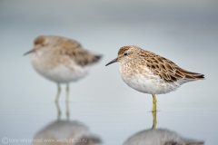 TW7_0633SharpTailedSandpiper-web