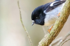 Tomtit_D800278-Edit-1024web