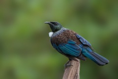 Tui-D700-4284-3-web