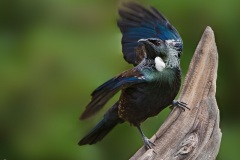 Tui-D700-4309c