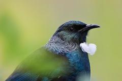 Tui