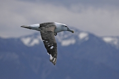 White-capped-Mollymawk
