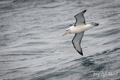 White-capped Albatross gliding down the face of a swell