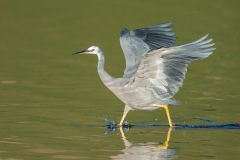 WhitefacedHeron_D800110-web