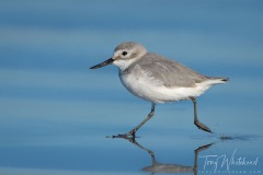 Wrybill running on the surf slick, Foxton Beach.
