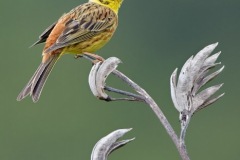 Yellowhammer-BPNweb