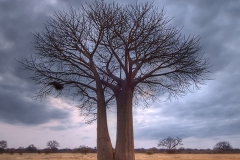 BaobabDramaticSky-webSA2008Elandshoek11-271_2_3_4_tonemapped