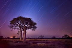 BaobabStars_D803090-