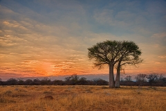 BaobabSunrise_D802672_HDR-web