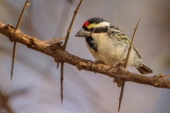 AcaciaPiedBarbet_D802532-web