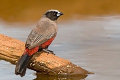 BlackfacedWaxbill-webSA2008-Elandshoek1-178-Edit