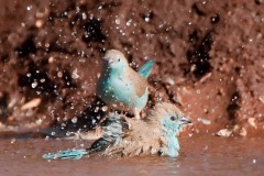 BlueWaxbillBathing-webSA2008-Elandshoek5-209
