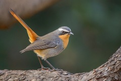 CapeRobin_D800683-web