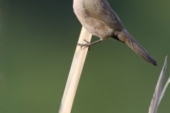 CommonWaxbillTW7_5001-web