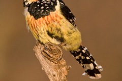 CrestedBarbet-webSA2008Elandshoek12-361