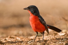 Crimson-breastedShrike-webSA2008-Elandshoek5-500