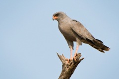 DarkChantingGoshawk-webSA2008-Elandshoek2-263