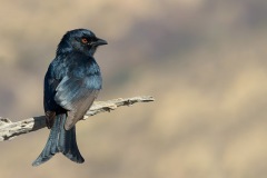 Fork-tailedDrongo_D801092-web