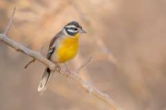 GoldenBreastedBunting_D803165-web