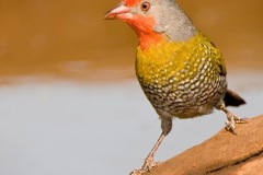 Green-wingedPytilia-webSA2008-Elandshoek1-184