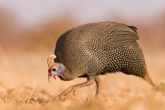 Guinea-fowl-scratching2
